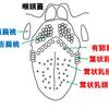   【基礎から学ぶ】舌の構造と機能・味覚伝導路【解剖生理学】