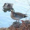 ウグイスの水の飲み方