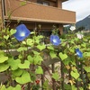 暑さ寒さも彼岸まで。