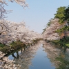 今日の桜、満開直前