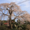 馬廻不動尊の枝垂れ桜・・