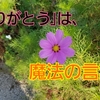 小さな習慣が大きな成功を呼んだ。生保レディーMさんの場合