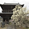 ８番札所の熊谷寺は蜂須賀桜の名所