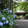 阿弥陀寺の紫陽花