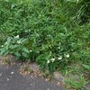 ８．２７（火・曇り雨）箕面市長選、維新大敗。