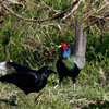 鳥見休みの番外編　”カラスの挑発!!”