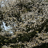 山桜