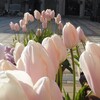 久屋大通庭園フラリエ　アイスチューリップ