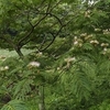ネムノキの花