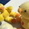 ひよこ劇場2008バリ編３：同行者、暴走する