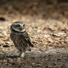 X-T5撮影「野鳥止まりもの」