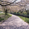 花散らしのゲリラ豪雨翌朝の多摩川、稲城北緑地公園 大丸谷戸川沿いの桜の絨毯