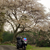 まだ咲いてる桜を求めてお山へツーリング