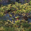 バン Common Moorhen