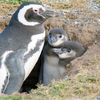 パタゴニア旅行記：マグダレナ島ペンギン観察ツアー