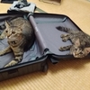 旅行中、猫はどうする？～ペットシッターさんに来てもらって大正解でした