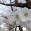 3/21 2632日目　休日のジョギング、花見