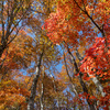 秋の牛ノ寝通り、どこまでも続く鮮やかな紅葉トレイルを歩く