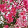 京都の春を満喫♪