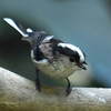 隣の隣の県に鳥を見に行った日記。（２０２３　１１１１～１２）その４。