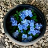 紫陽花の備忘録（一条恵観山荘 / 養源寺 / 妙見堂 / シンボルプロムナード公園 / 多摩川台公園）