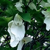 近隣の花と山菜