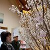 てんすい桜」一足早く　玉名市･草枕温泉で満開