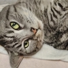 ［145］猫と冒険 帰り道編 その29（🙀ウグイは、甘露煮が一番なのニャン。）