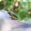 キバシウシツツキ(Yellow-billed Oxpecker)とイボイノシシ(Warthog)