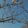 日本平の梅園　梅が少し咲いています