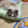 朝、玉転がしして遊んだふくちゃん