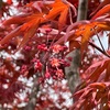 モミジの花、カサブランカの芽