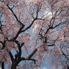 極楽寺の桜