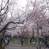 札幌のゲストハウス合同花見