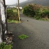 初八丈島猫写真：The First Cat Photos of the Island