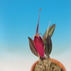 Restrepia sanguinea 'Walter'