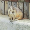 熊本市動植物園に出撃