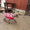 老犬ホームあん｜新人さん ダン^^