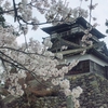 福井　丸岡城　桜まつり