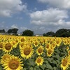 夏の思い出その1～国立ハンセン病資料館、清瀬市ひまわりフェスティバル