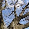 ピアノ五重奏曲《In Blossom》空、樹幹、枝