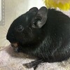 くろごまあん二世 279日目