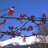  乗鞍高原の桜