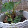 ベランダ栽培始めます🍓🥔🌱