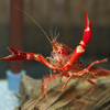 アメリカザリガニ Procambarus clarkii