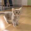 こんなにもかわいい・・・にゃーにゃーと話しかけてきながらついてくる子猫！