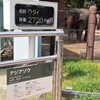 上野動物園のアジアゾウ