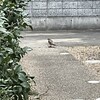 自然界は厳しい弱肉強食の世界だった。人間界も同じか･･･。飼い猫たちがのんびりしてるのが救い。