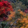 阿寒の紅葉