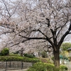 鵜の木松山公園の桜